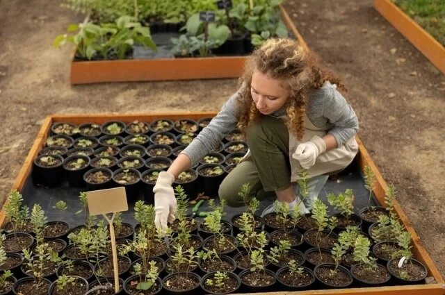    Многим растениям холод не страшен.