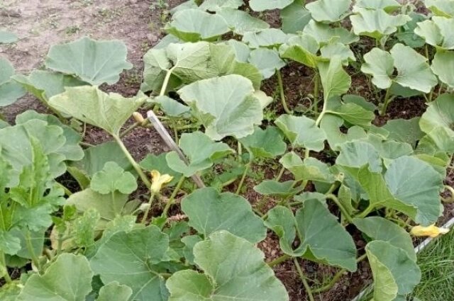    Дачники торопятся поскорее высадить огородные растения. Фото: АиФ/ Иван Колобов