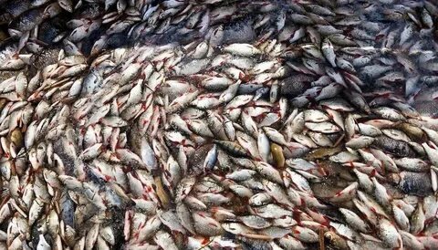 Рыбы, как и хлеба, потребовалось бы много на несколько тысяч человек. Породы рыб явно не те, но в Библии онине указаны, да и статья не об ихтиологии озер Древней Иудеи