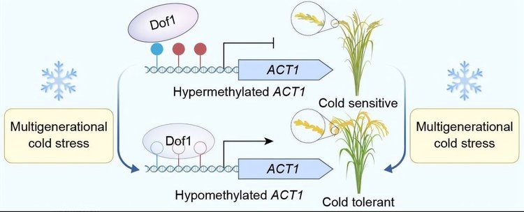    Холодоустойчивый рис подтвердил теорию Ламарка
