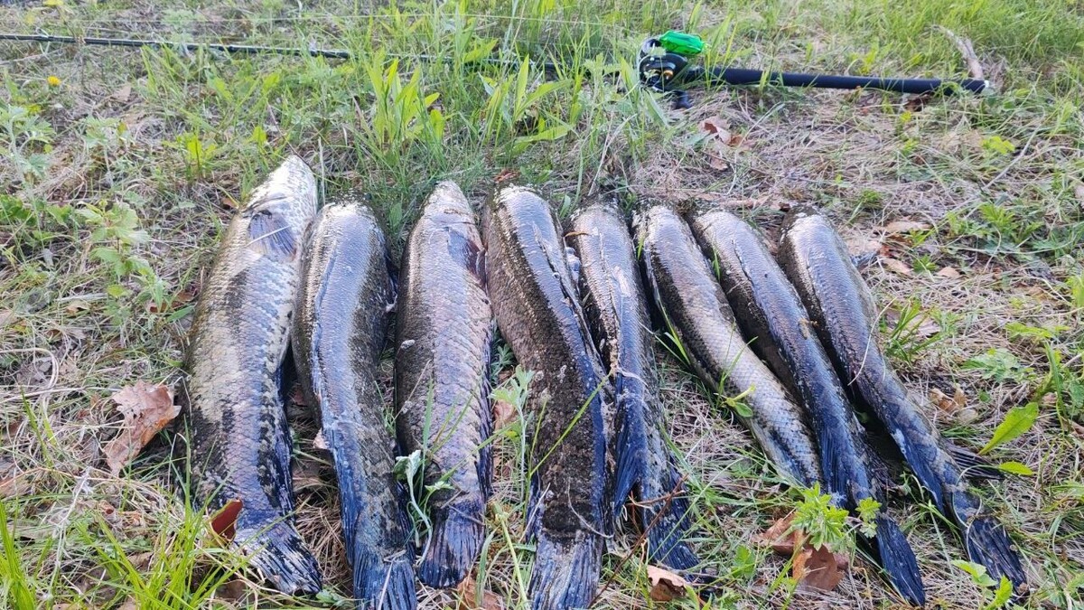     Источник: Улов 25