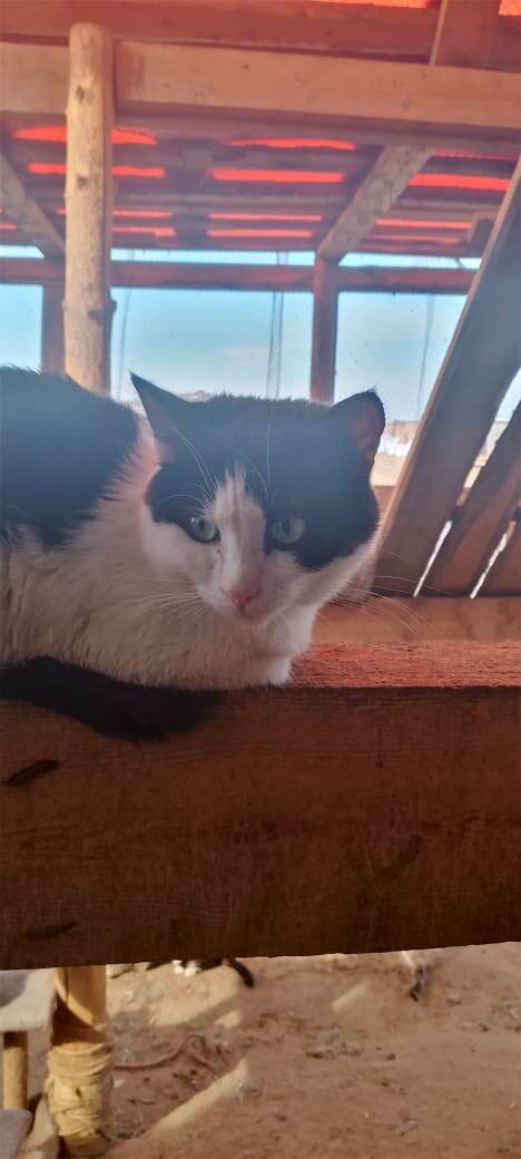 Котики гуляют в прогулочной зоне для котиков.