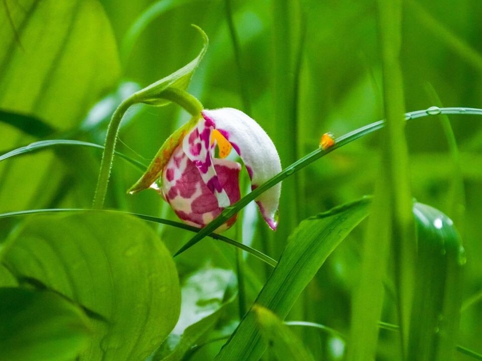    Цветение диких орхидей в прителецкой тайге. Источник: Роман Воробьев, Татьяна Клименко