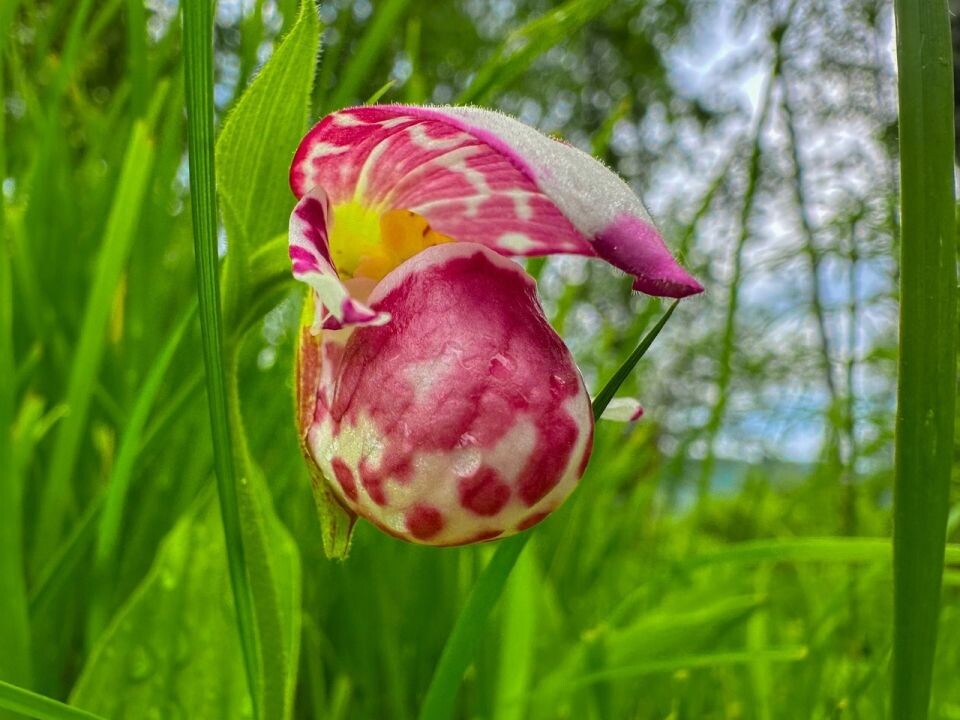    Цветение диких орхидей в прителецкой тайге. Источник: Роман Воробьев, Татьяна Клименко