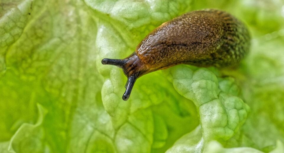    IMAGO/Rolf Poss / www.globallookpress.com