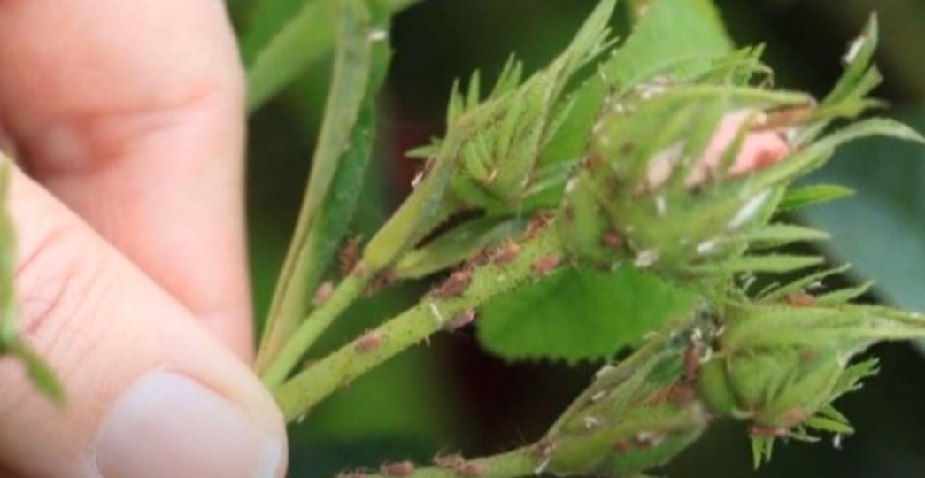 Всего 1 ложка средства и от тли как не бывало, даже покупать ничего не нужно