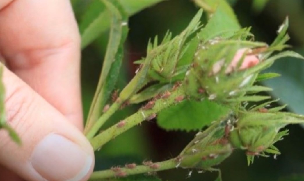 Тля на розах