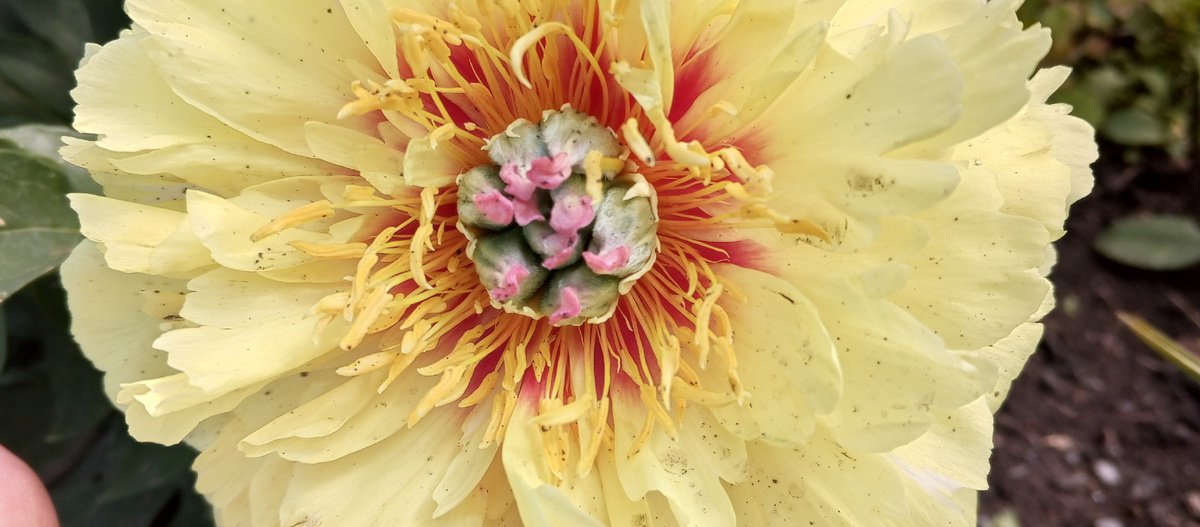 Ито гибрид пиона Гарден Треже