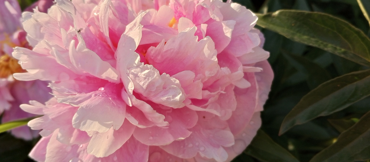 Пион Сара Бернар