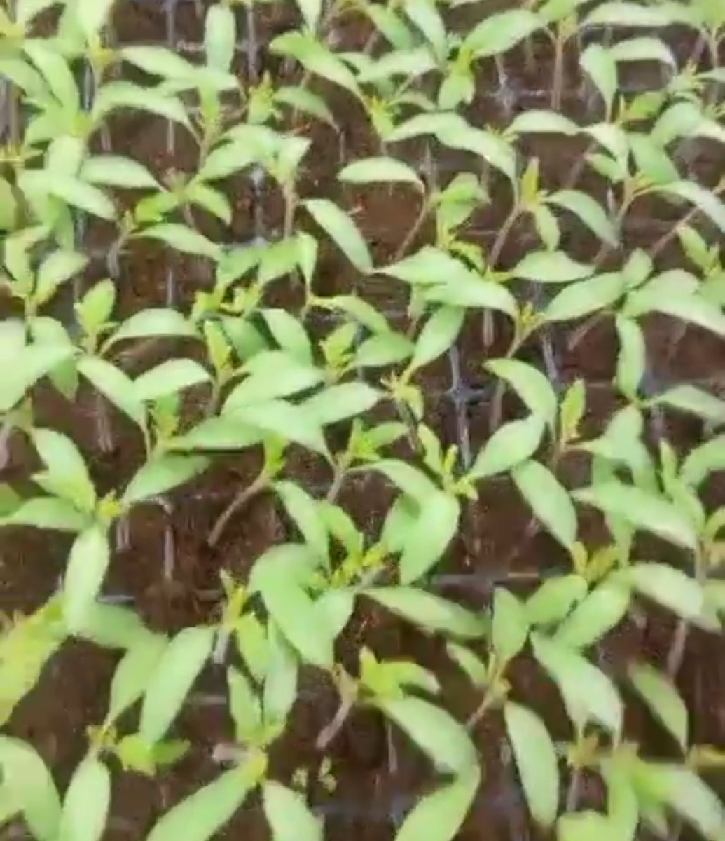 Ты помнишь, как всё начиналось?!