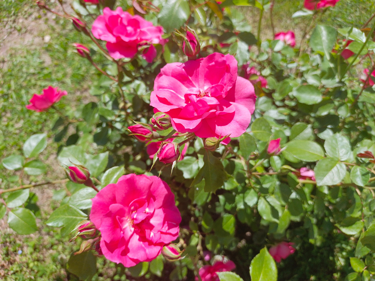 ФТ Сириус, Бульвар Надежд, май 2025 г.