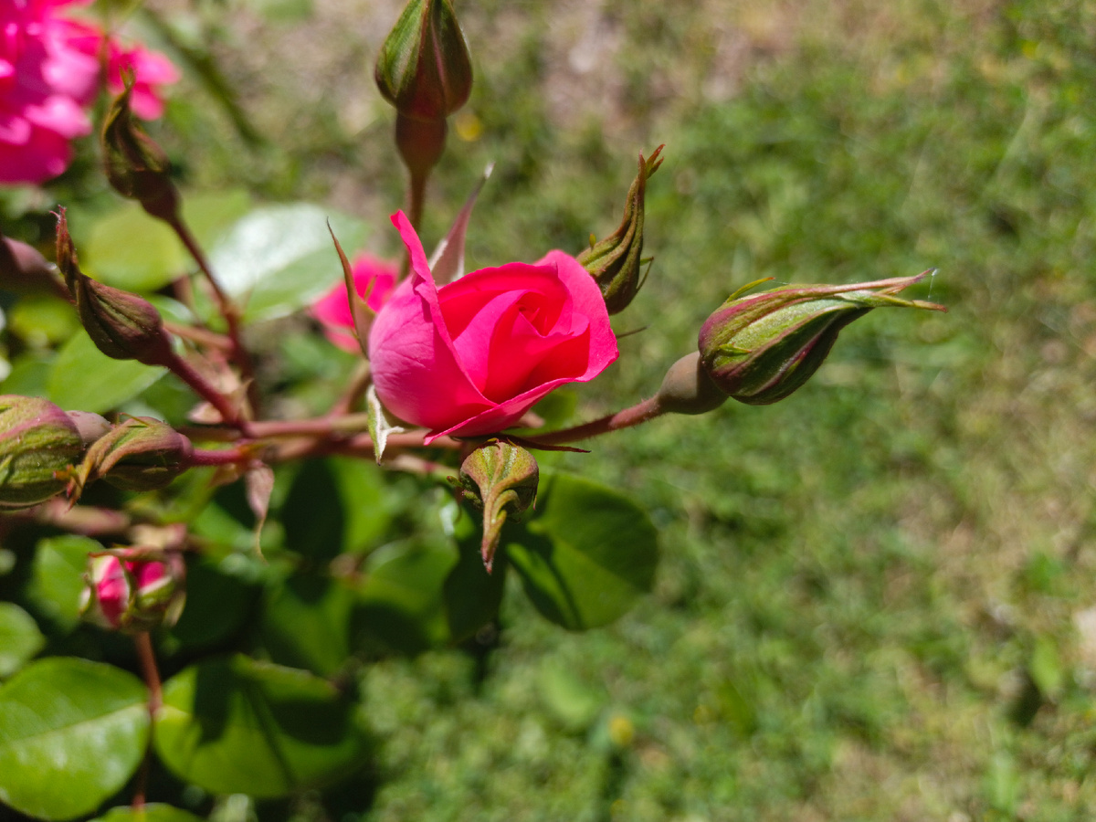 ФТ Сириус, Бульвар Надежд, май 2025 г.