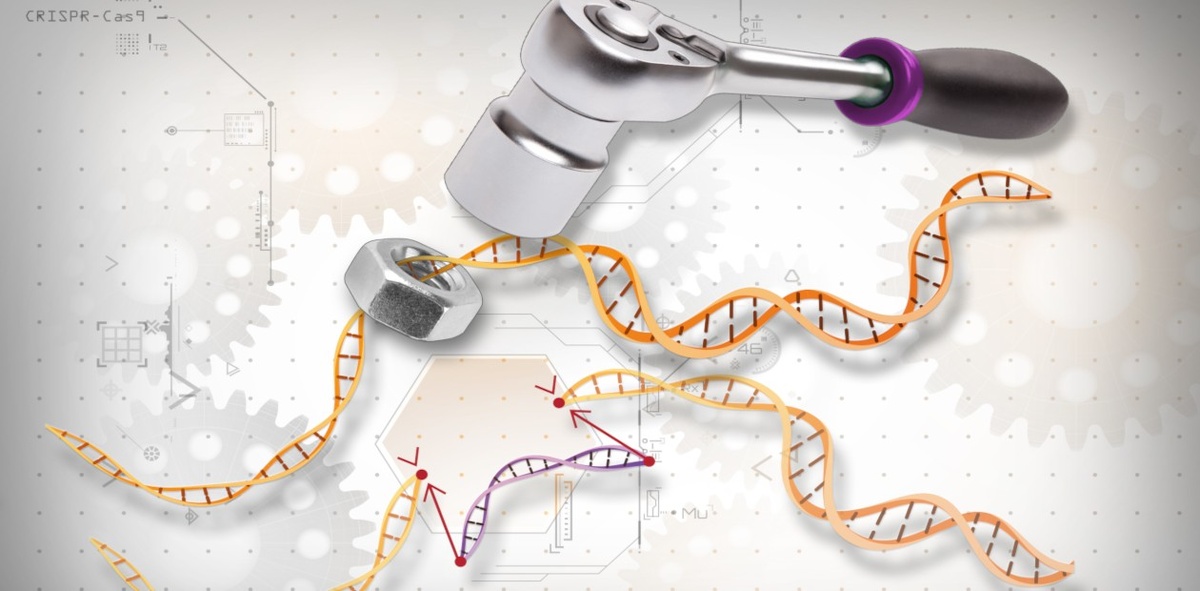 Cистема редактирования генома CRISPR/Cas9 позволяет модифицировать ДНК 