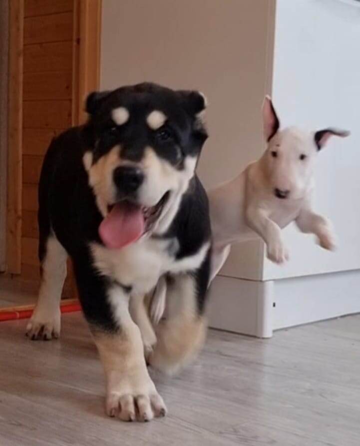 Игры со Скифом