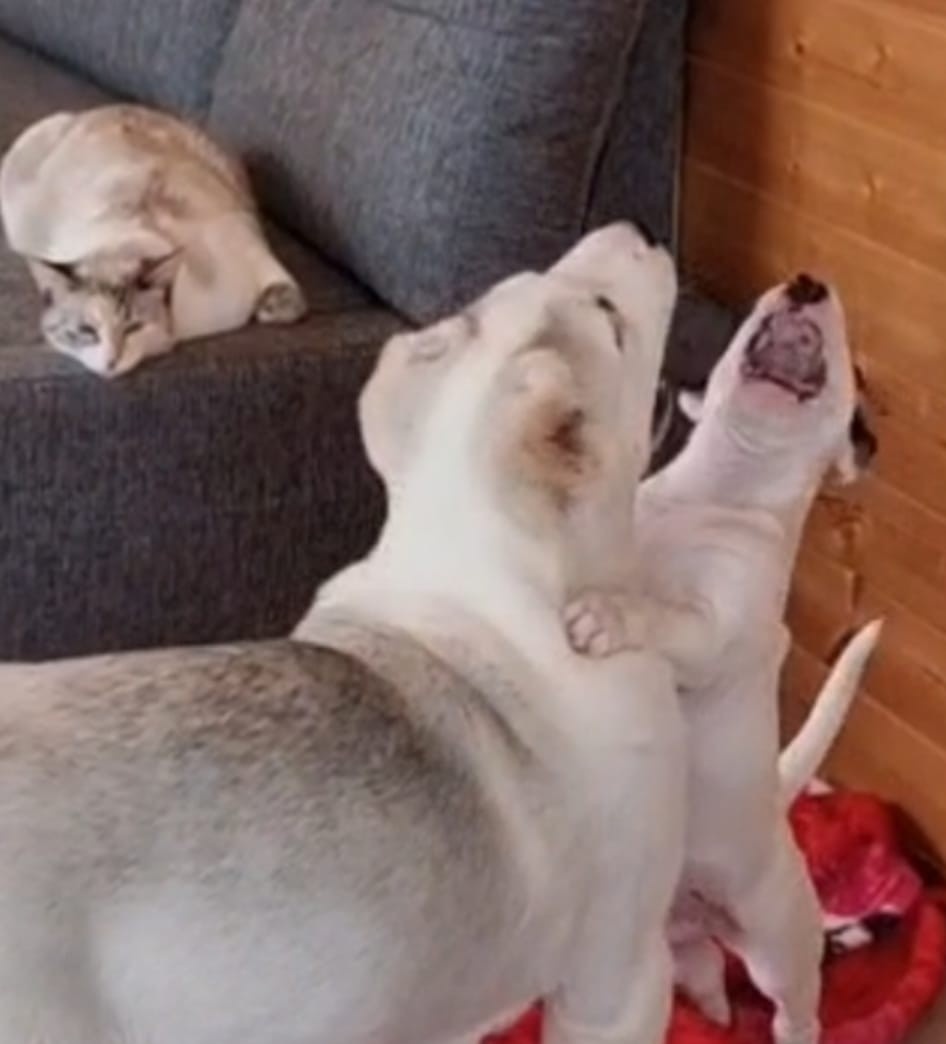 Ну точно ведь Повелитель Хрюша!