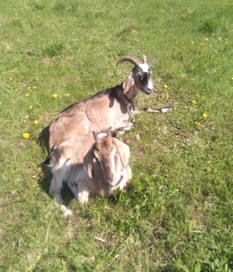 Фото автора.Жара,полдень ,а эти загорают на солнце.