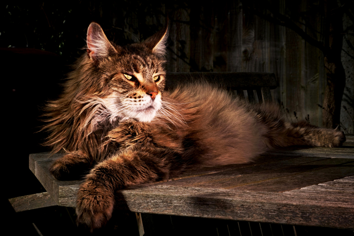 Красавец Кот готов ко всему