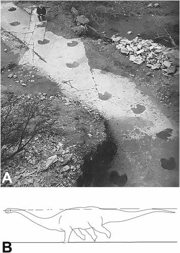 Первые известные следы бронтозавра из Мэйан Дюд Ранч и его «водная» реконструкция / © tandfonline.com, T. Adams et al., 2025
