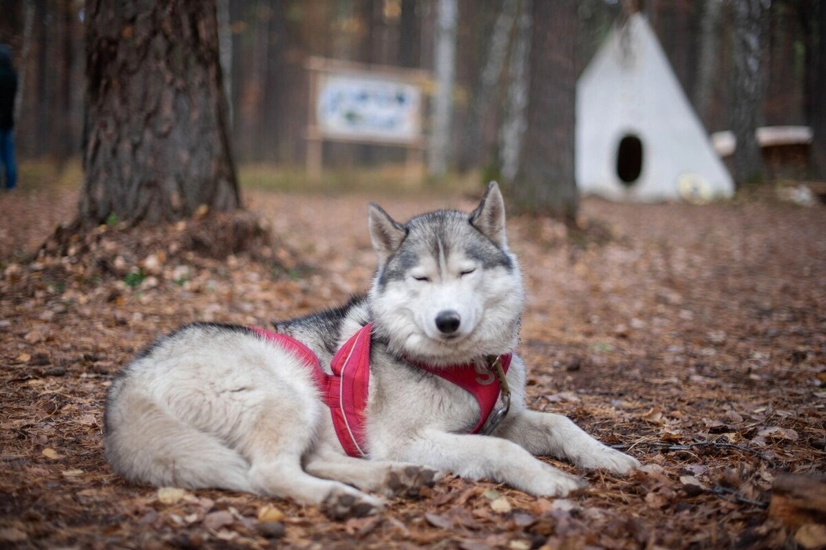     Источник: vk.com/bistrielapki