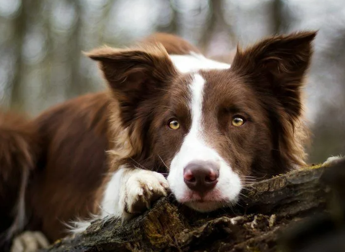 Бордер-колли