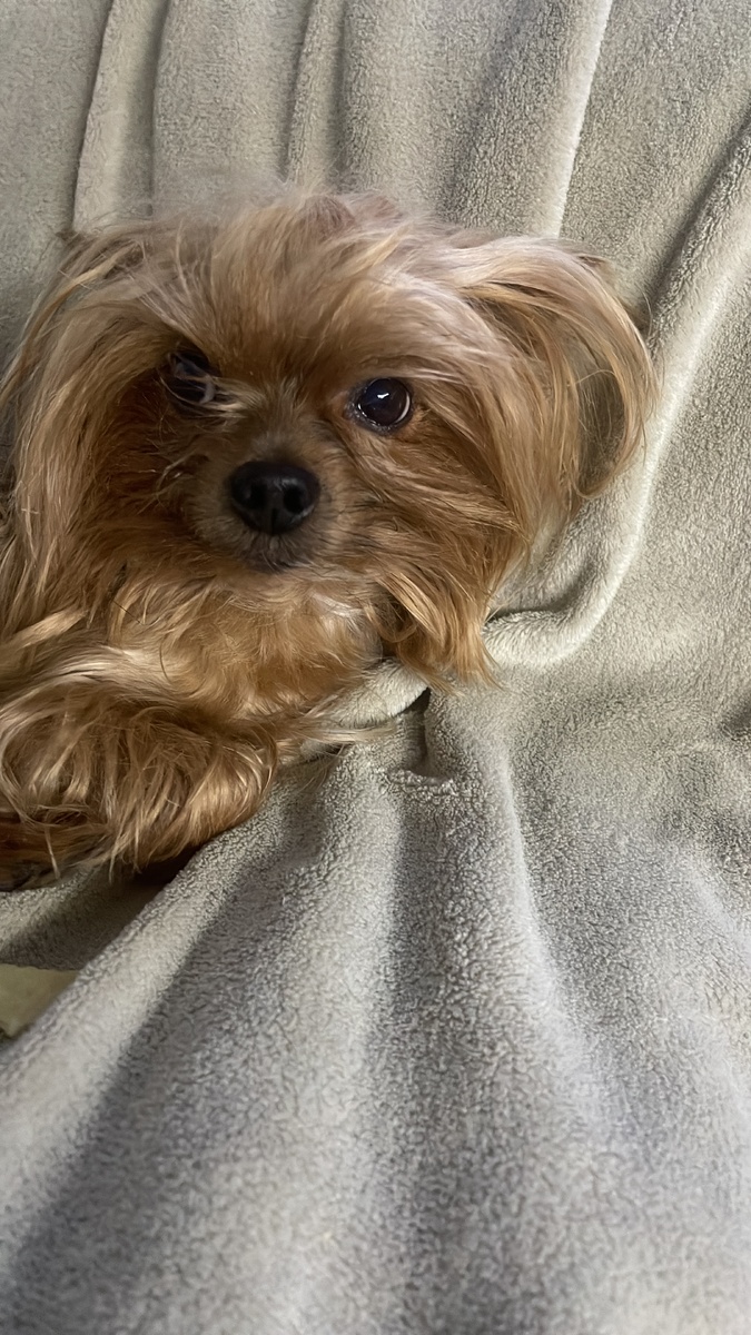 Это Никушка. 
Он родился 19 февраля 2016 года в ветеринарной клинике на улице Болотниковской. А умер после груминга в салоне "Милана" - сеть зоосалонов для собак и кошек