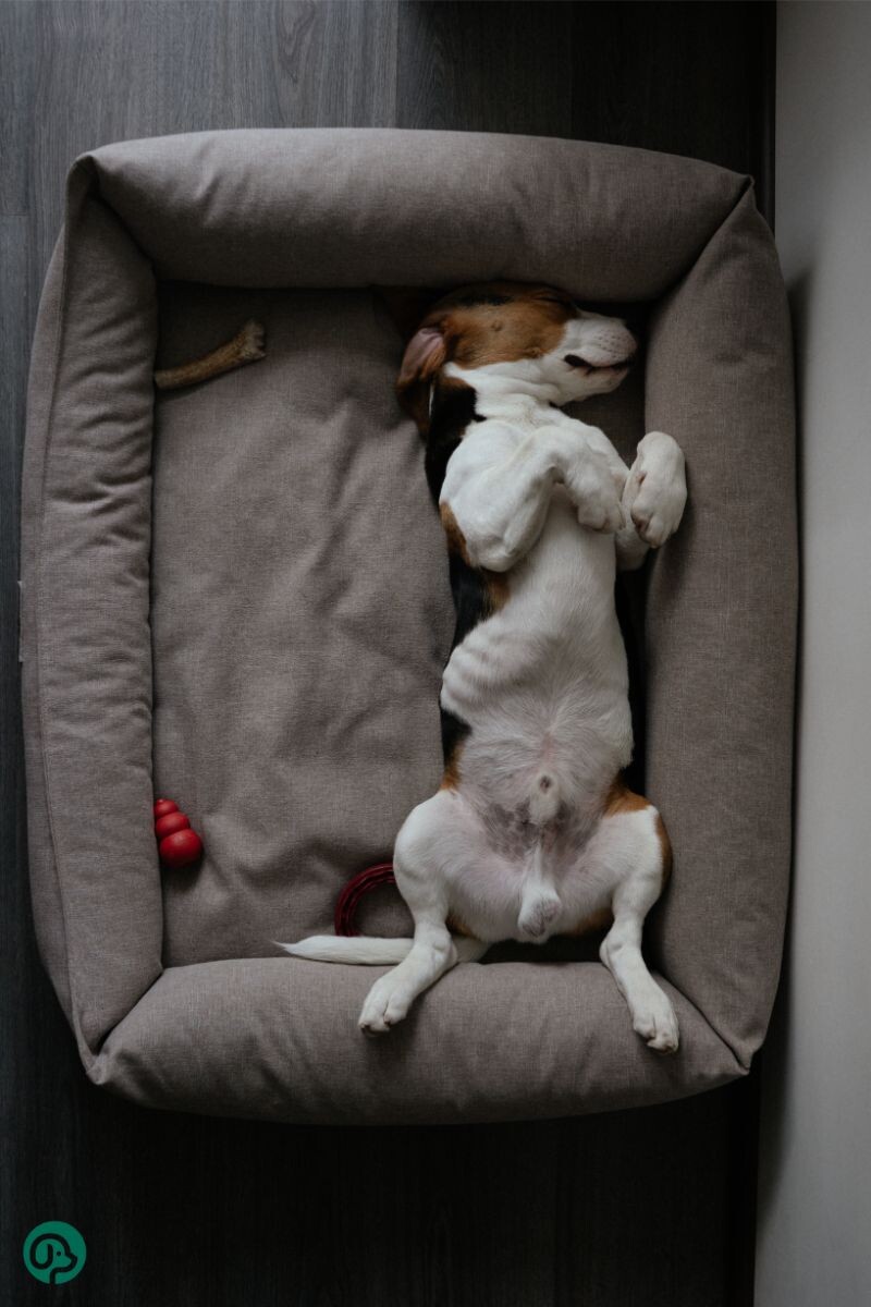 Бигль спит на спине 