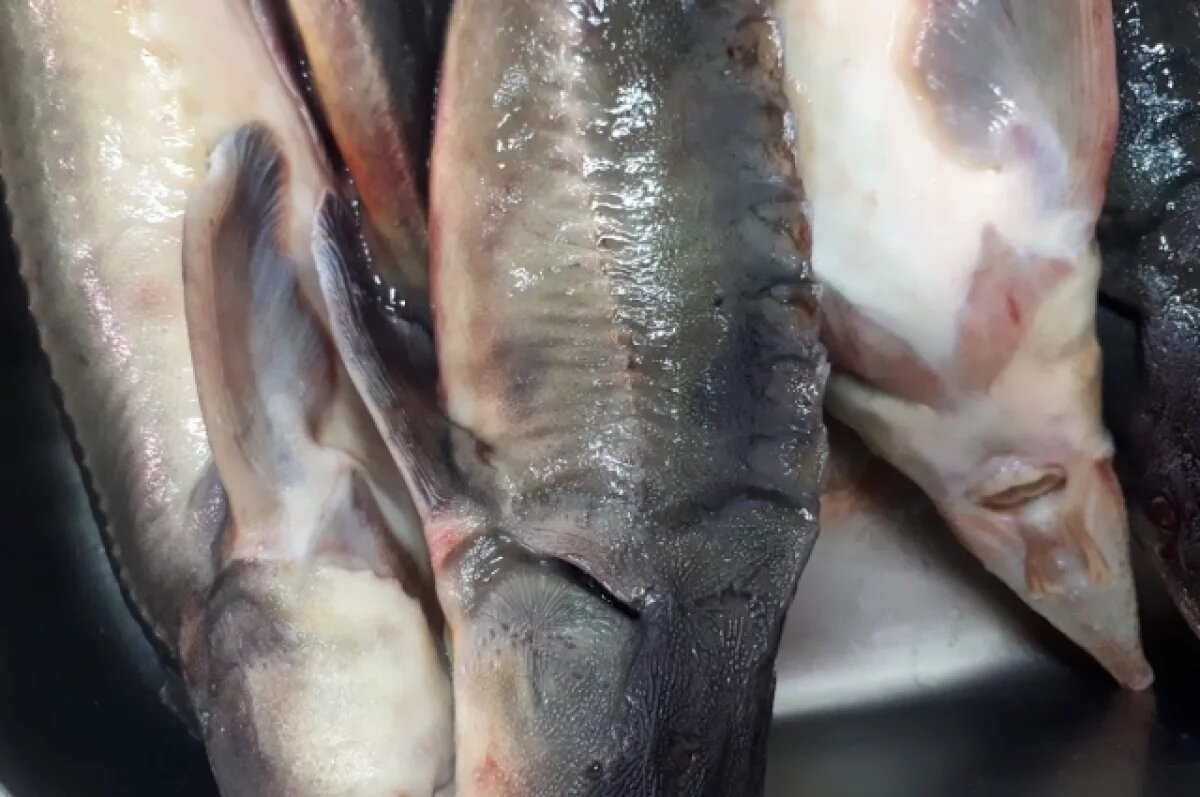    Жителя ЯНАО лишили внедорожника за незаконный вылов краснокнижного осетра