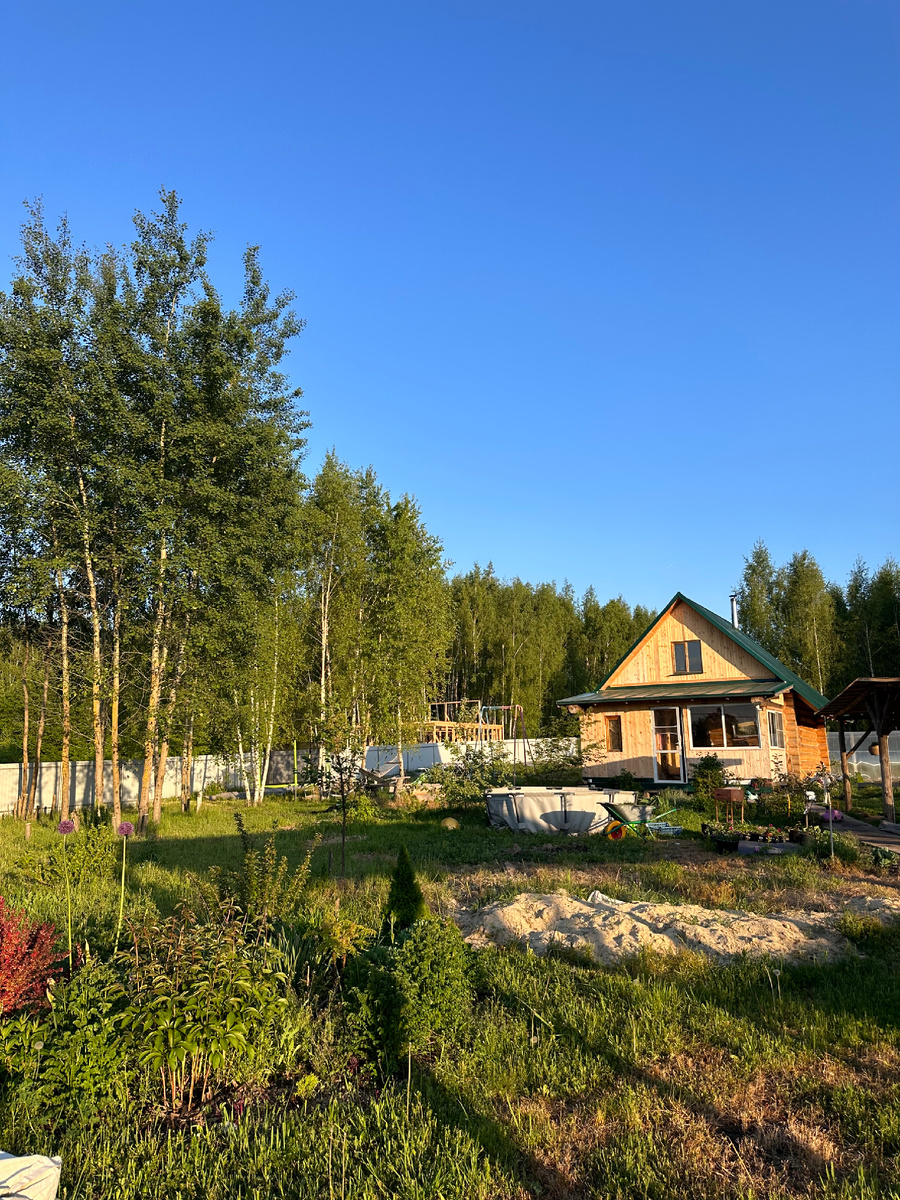 У меня на даче березы и осинки