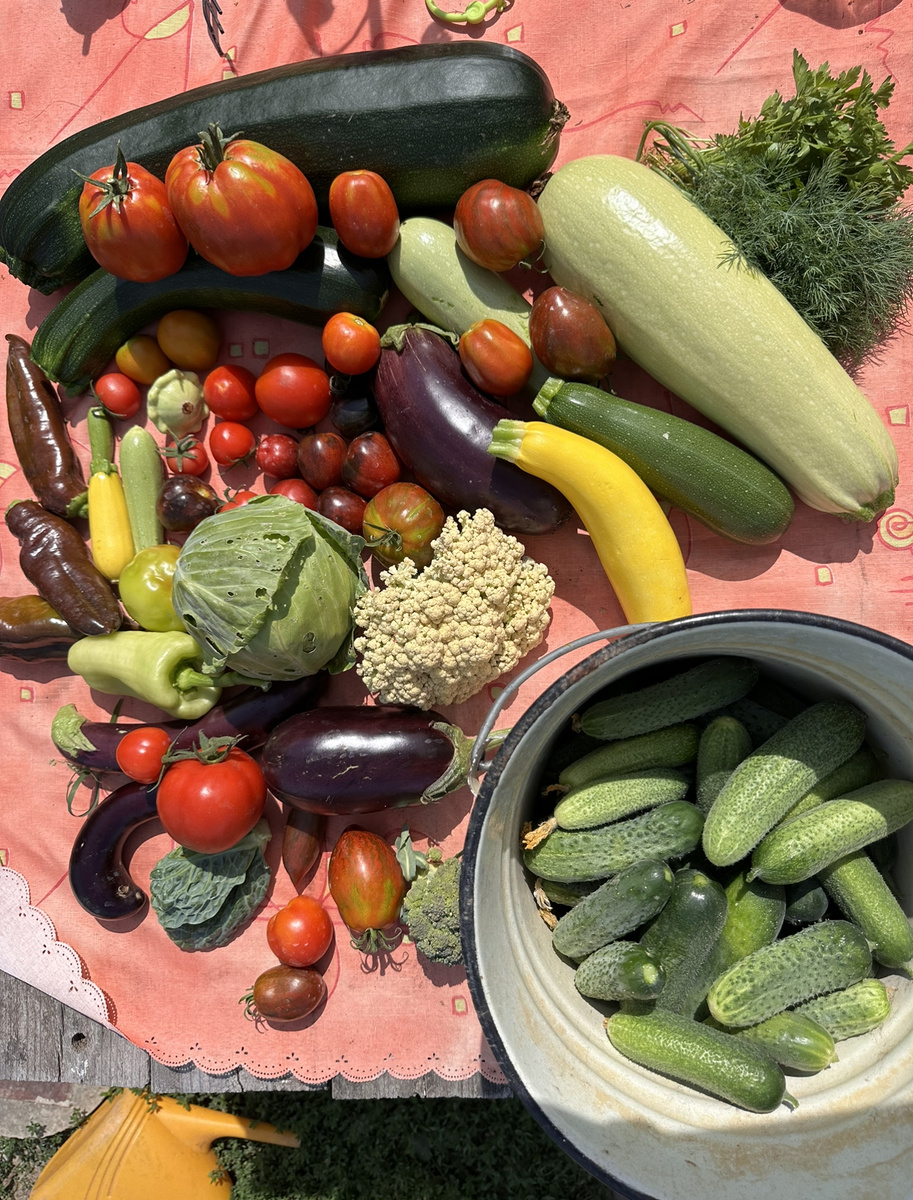 Мои овощи. Кабачки большие — в компост. Обратите внимание, уж как я ухаживаю и слежу — капусту немного поели. Остальное все даже вкусное