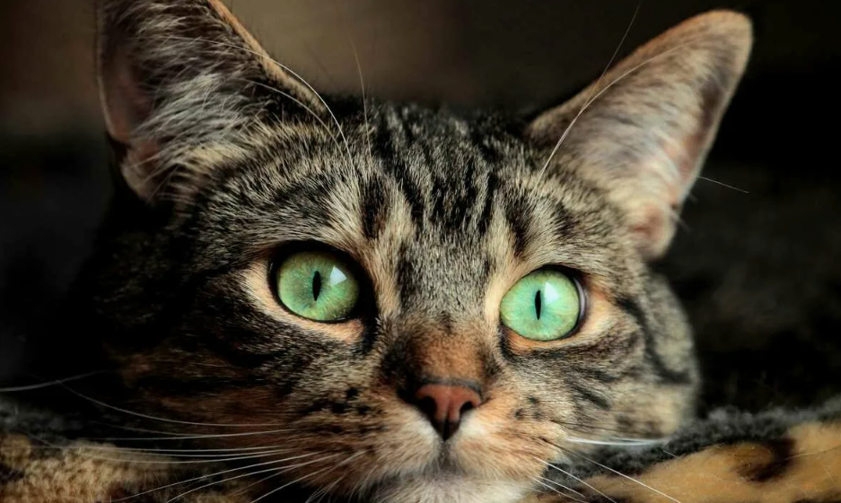 Кошки не живут "для вас" — они просто соглашаются жить рядом с вами.
В отличие от собак, кошки не видят в человеке альфу или вожака. Они независимы по своей природе и сохраняют автономию даже в самых тёплых отношениях. Это не недостаток, а особенность вида: кошка может быть ласковой, но только когда сама этого хочет.