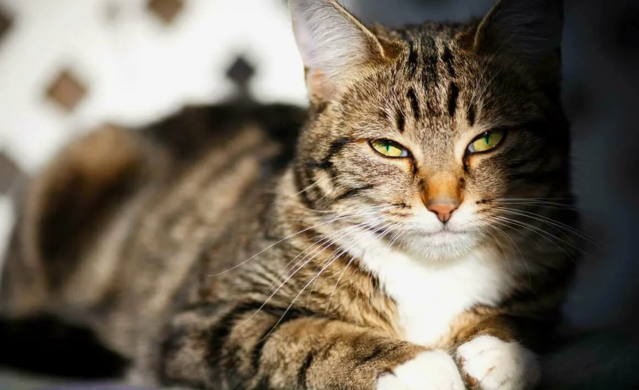 У кошки есть внутренние границы, и она требует, чтобы вы их уважали.
Питомец может подпрыгнуть к вам на колени, помурчать, а через минуту — оттолкнуть лапой. Это не каприз. Это норма. Кошка всегда контролирует степень близости и не потерпит навязчивости. Если вы это понимаете — между вами может возникнуть настоящая связь.