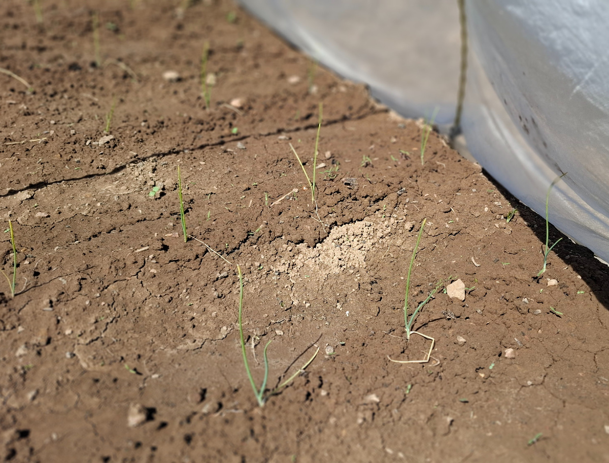 Разглядели? Громко не смейтесь. Сама я плачу, глядя на эту луковую " порнографию".