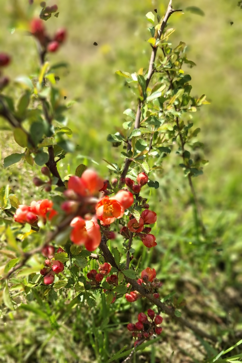 Японская айва цветет.