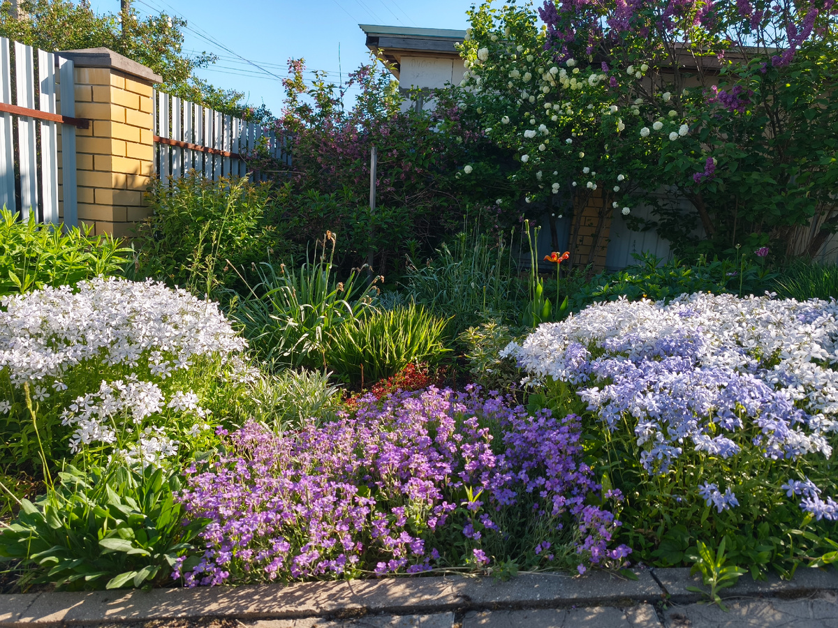 Флокс растопыренный и обриета