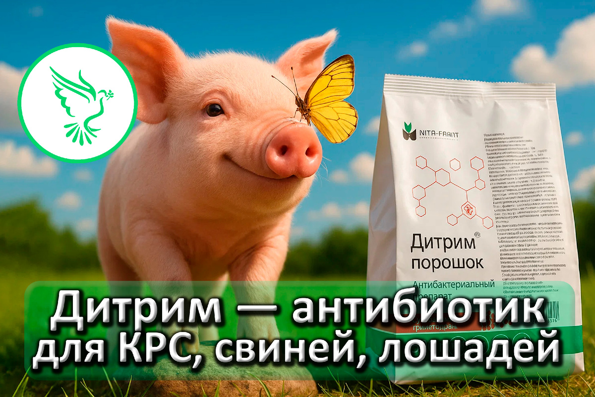 Дитрим - антибиотик широкого спектра