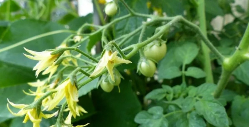 Азофоска. Самое весеннее удобрение. Польза для растений, описание и способ применения.