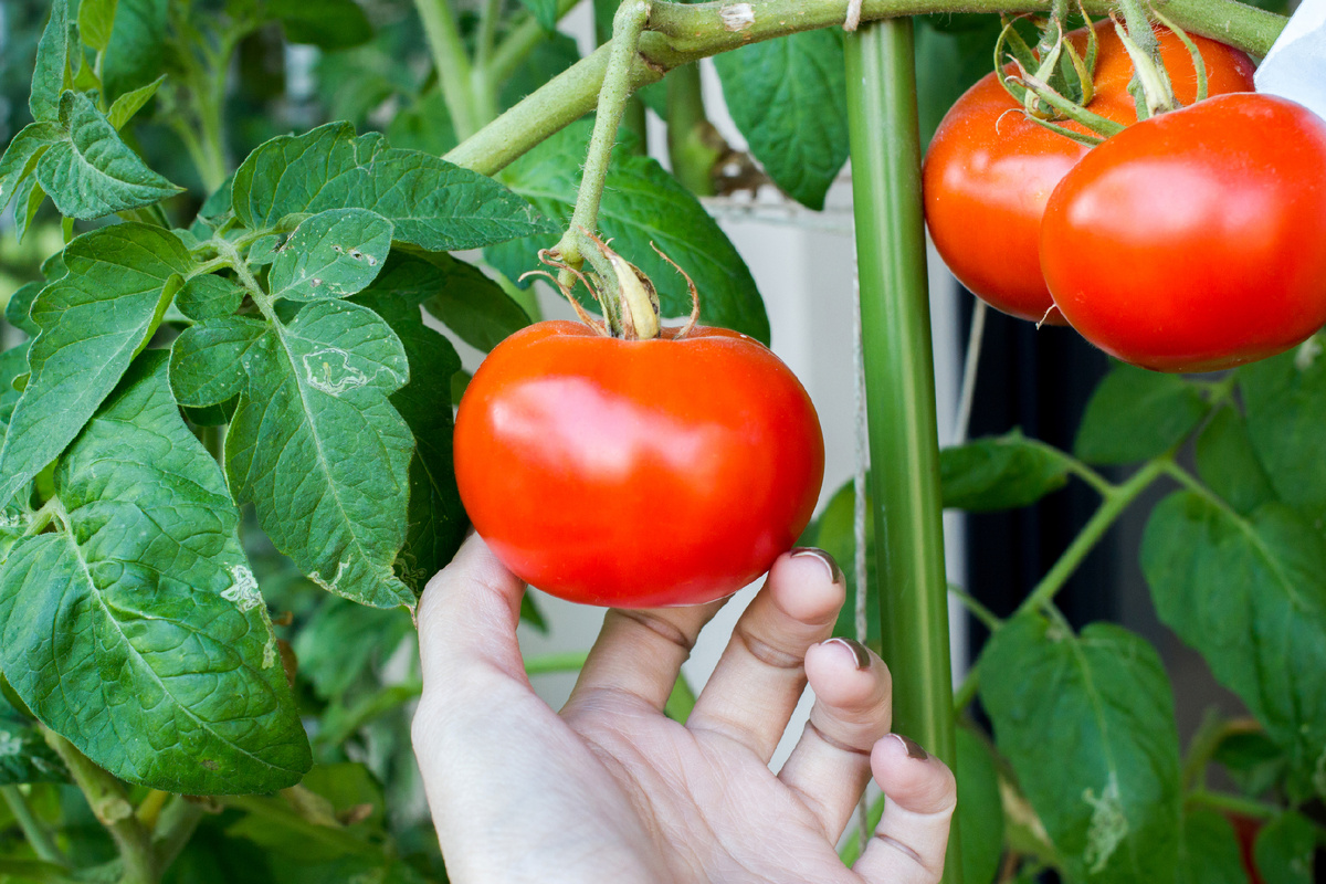 Designed by Freepik. Источник: www.freepik.com