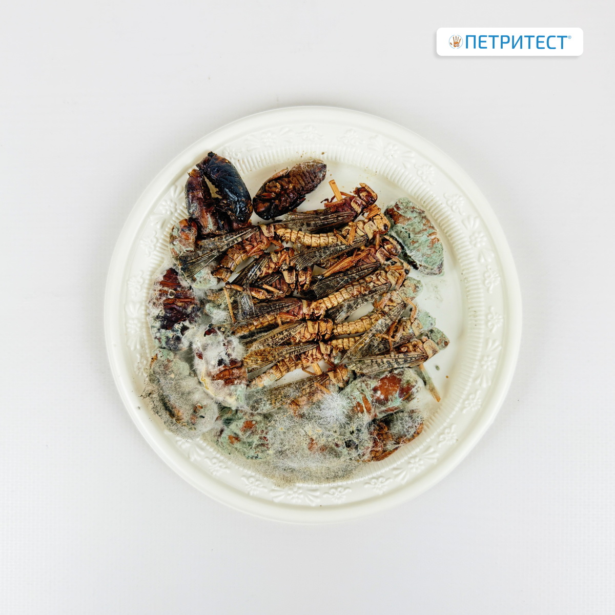 На фото— реальный пример: плесень, обнаруженная на «экзотическом деликатесе». Такие продукты не должны попадать на прилавки — и именно оперативный контроль позволяет это предотвратить.