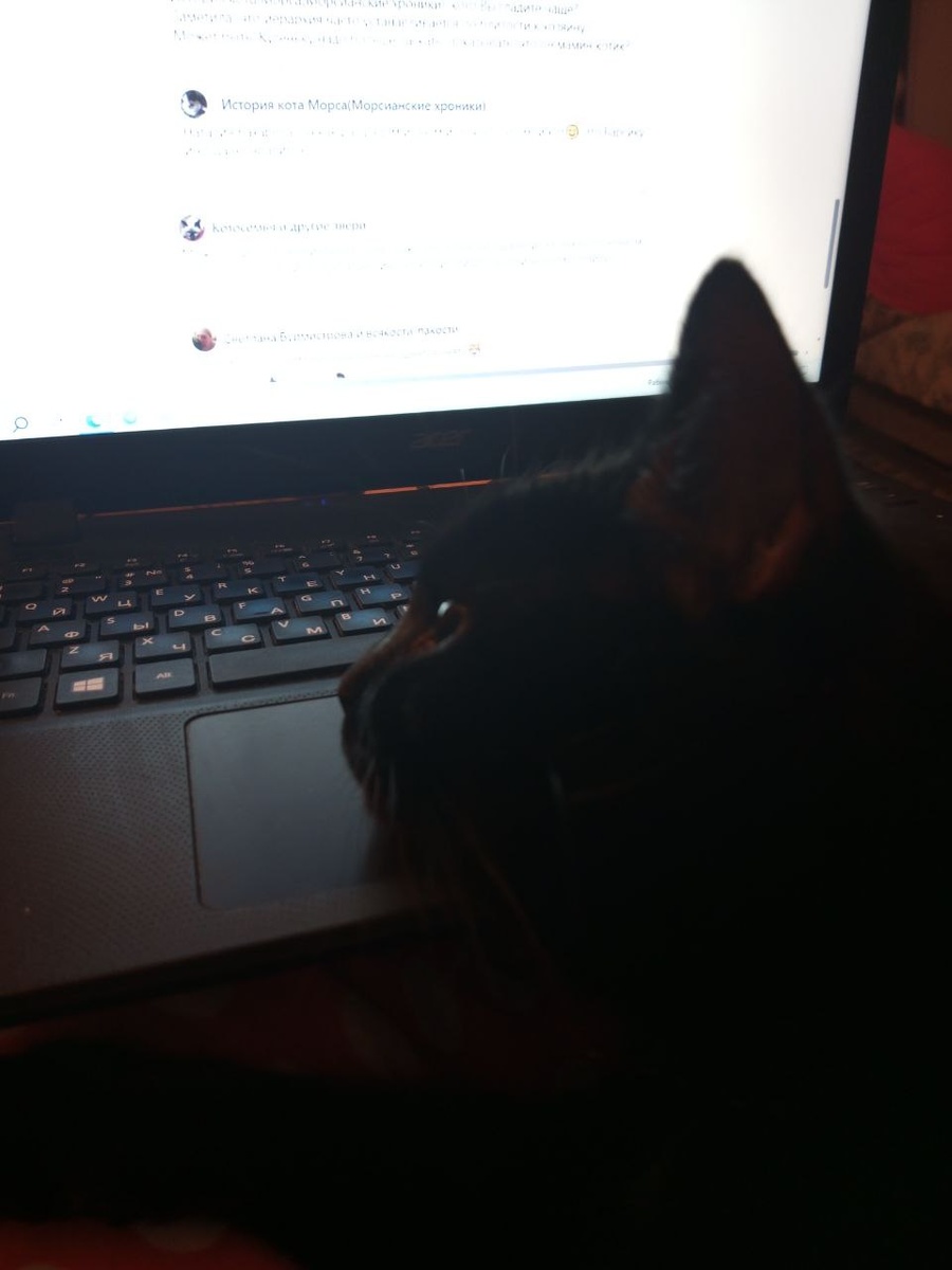  Вот смотрю я и думаю: как все коты в этой коробочке помещаются?