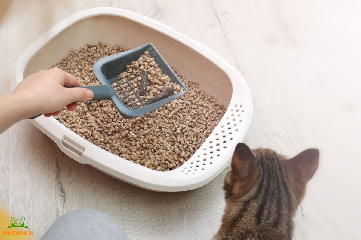 Хозяйка чистит лоток 