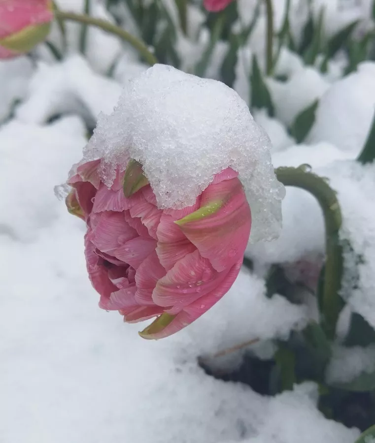 © Фото: НБС / Вера Зыкова