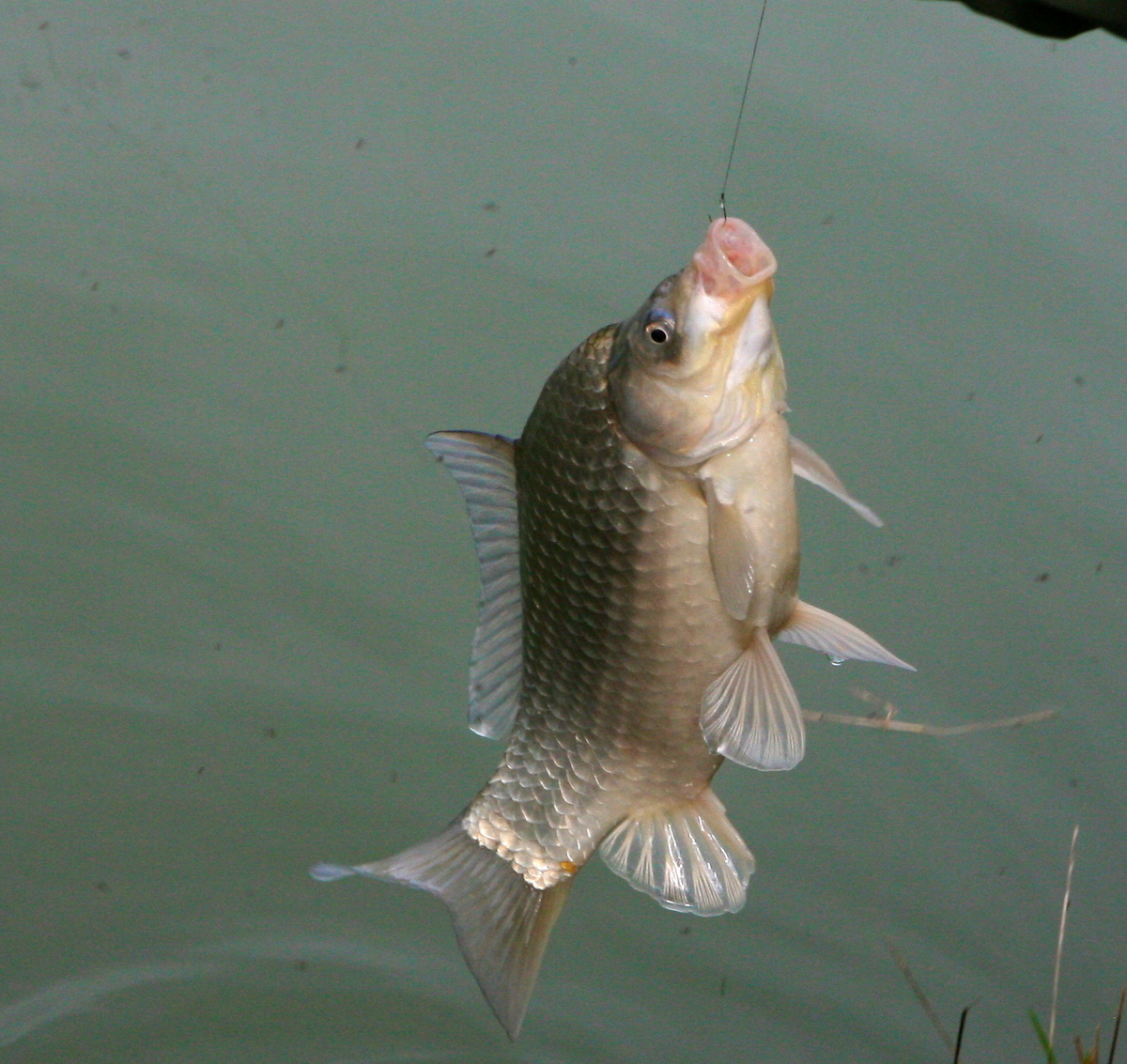 А поплавочная снасть все-таки требует простора.

