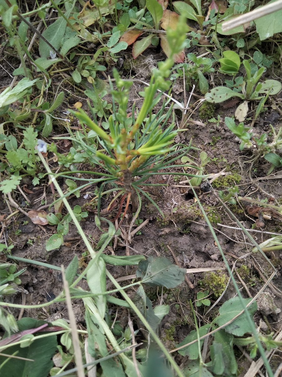 Вот он мой маленький герой и моя радость. Перезимовал и пошел в рост