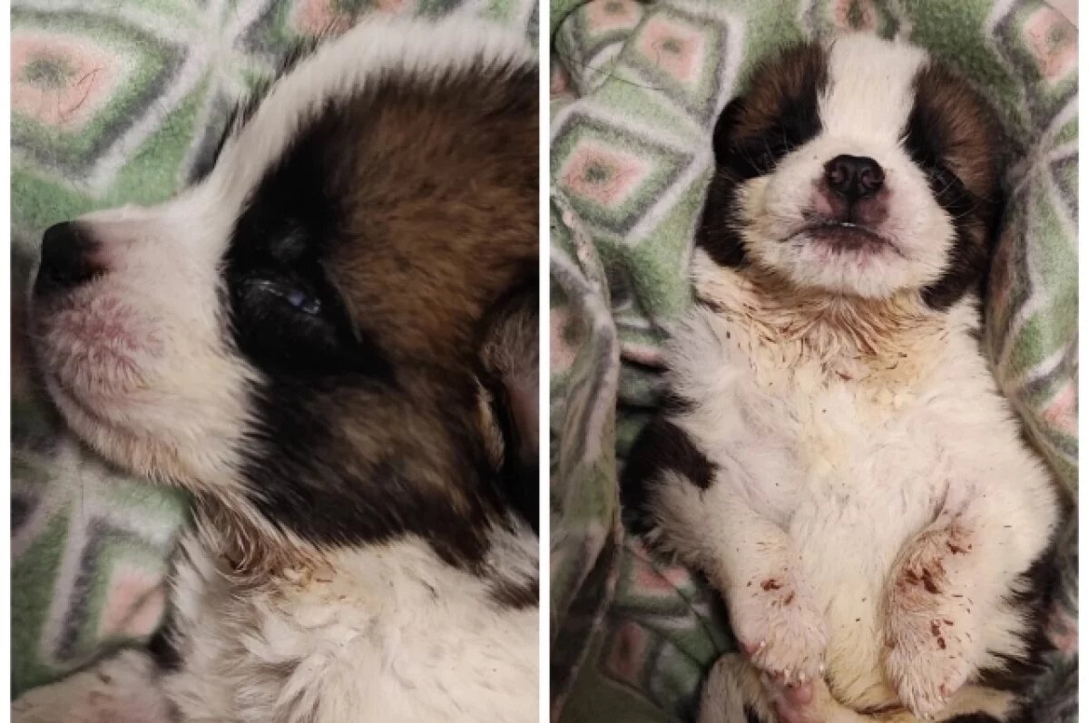    В Омске подростки купили щенка и издевались над ним на заброшке