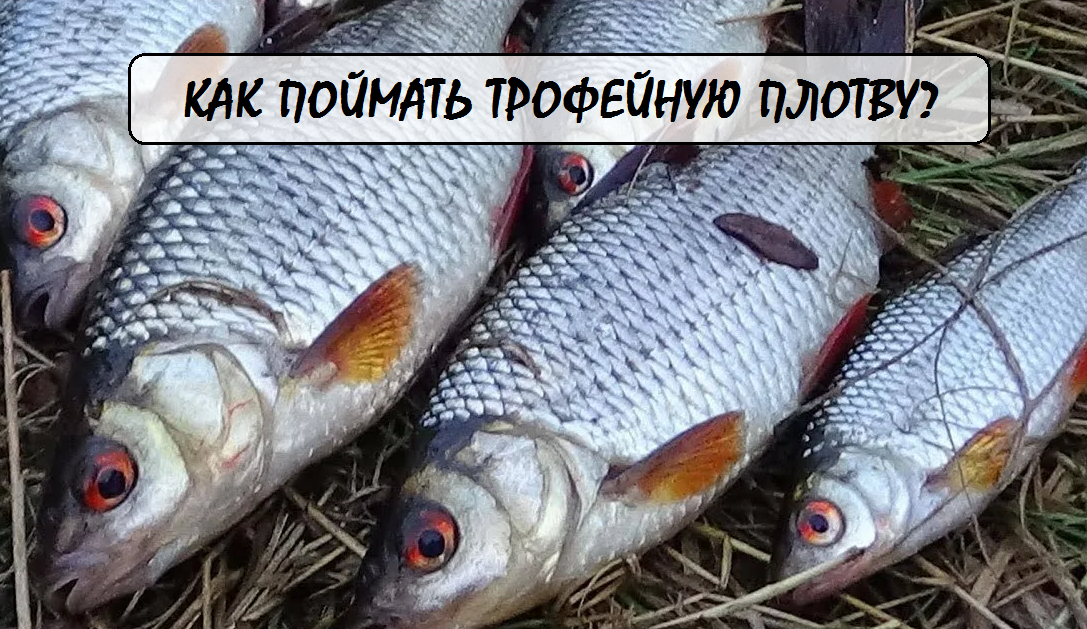 крупная плотва, трофейная плотва, где искать большую плотву, ловля крупной плотвы, лучшие приманки на трофей, снасти для плотвы, места обитания крупной плотвы