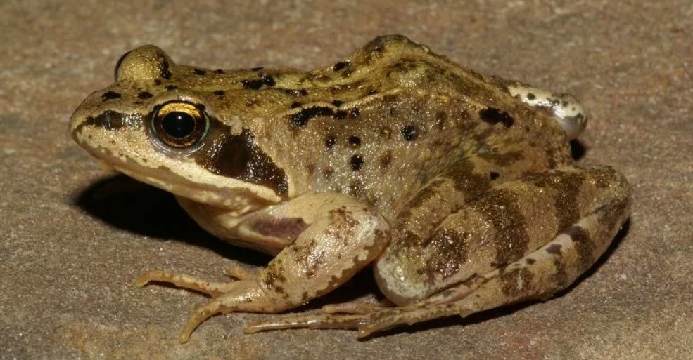 Обыкновенная лягушка (Rana temporaria)