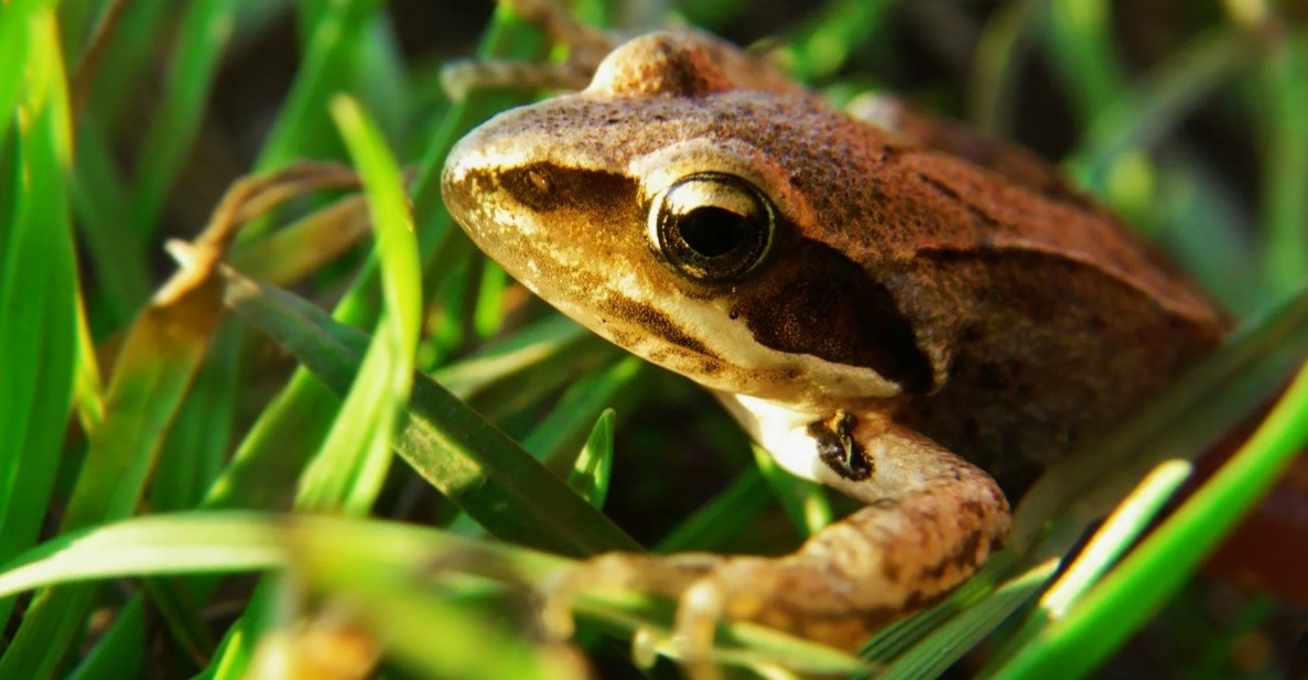 Травяная лягушка (Rana arvalis)