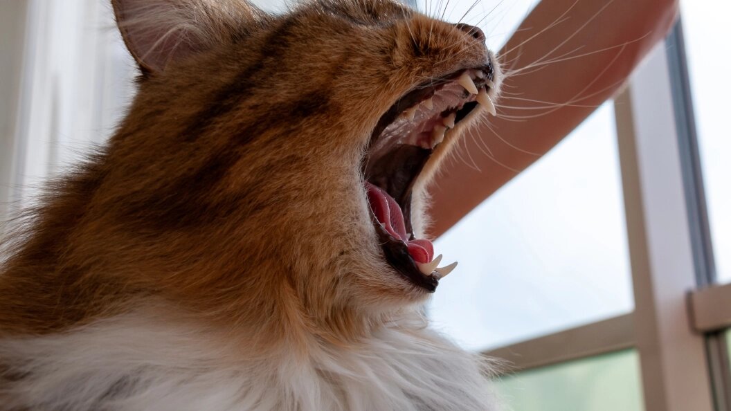    Фото: Светлана Возмилова/Globallookpress.