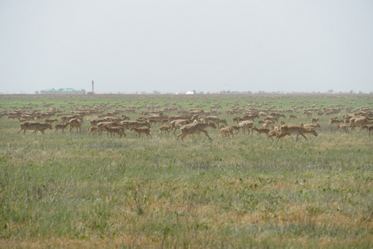 Когда огромное стадо пасётся -спасения нет посевам пшеницы.  фото: картинки яндекс. 