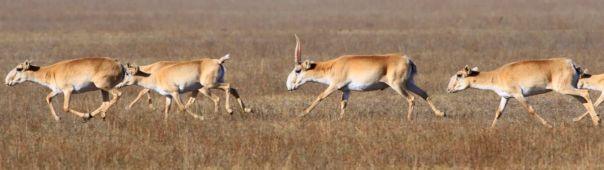 Скачки по степи.  фото: картинки яндекс.